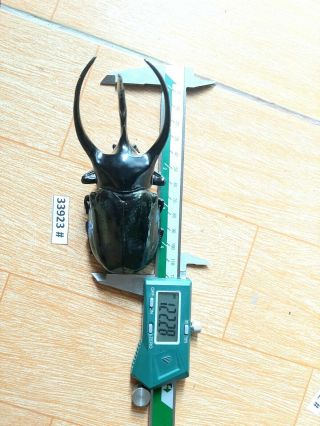 VietNam beetle Chalcosoma caucasus 122mm,  33923 pls check photo (A1) 4