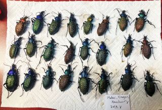 Coleoptera Carabus Coptolabrus Sp.  China Ethyl Acetate A1 24pcs Different Colors