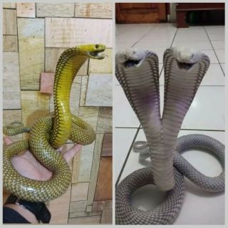 Double Haed And Yellow Gold Cobra Statue Taxidermy