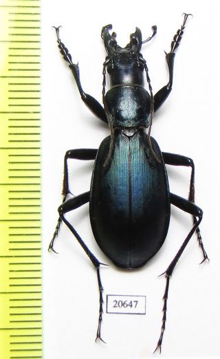 Carabidae,  Carabus (megodontoides) Erwini Erwini,  Male,  China,  Sichuan