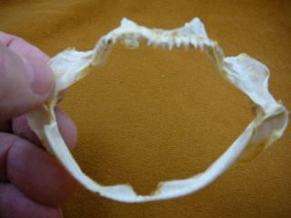 (sj415 - 20) 3 - 1/2 " Southern Lantern Shark Ray Jaw Sharks Jaws Teeth Fin Skin Vert