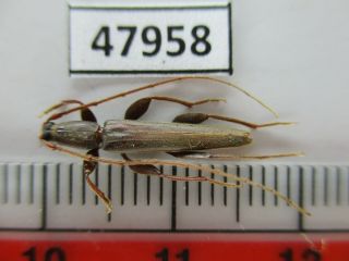 47958.  Cerambycidae Sp.  Vietnam North