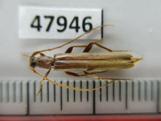 47946.  Cerambycidae Sp.  Vietnam North