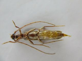 47946.  Cerambycidae sp.  Vietnam North 2