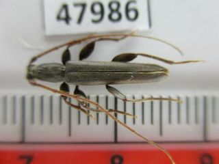 47986.  Cerambycidae Sp.  Vietnam North