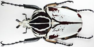 Insect - Cetonidae Goliathus G.  Quadrimaculatus - Cameroon - Male 88mm.