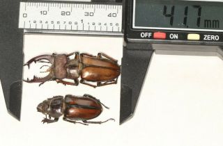 Lucanidae Lucanus Delavayi 41.  7mm P S.  Sichuan