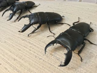 Live Stag Beetle,  Dorcus Titanus Yasuokai,  Pair: 92mm All