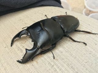 Live Stag Beetle,  Dorcus titanus yasuokai,  Pair: 92mm all 2