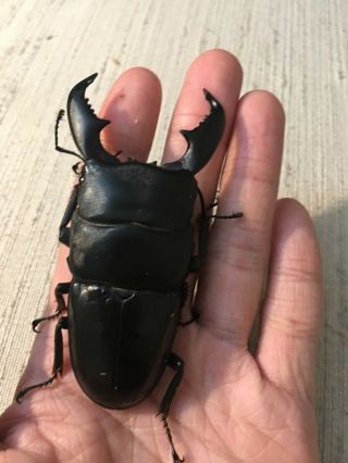 Live Stag Beetle,  Dorcus titanus yasuokai,  Pair: 92mm all 3