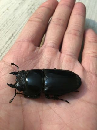 Live Stag Beetle,  Dorcus titanus yasuokai,  Pair: 92mm all 4