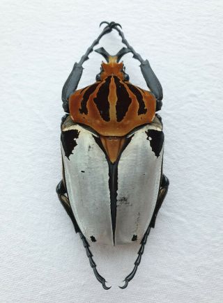 (cetoniidae) Goliathus Cacicus Male Quality