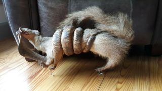 Fighting Mongoose And Cobra Taxidermy