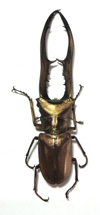 Lucanidae.  Cyclommatus Metallifer 92mm.  Palu (29)