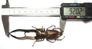 Lucanidae.  Cyclommatus metallifer 92mm.  Palu (29) 2