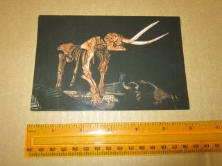 Dinosaur Postcard Un - Posted American Mastodon Brunswick Museum