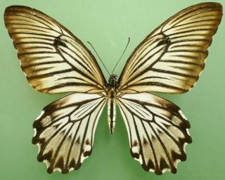 Papilio Jordani Female From Sulawesi,  Rare,  (repaired)