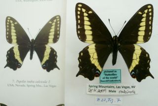 Papilio Indra Calcicola Male From Spring Mts,  Usa (pictured In Butterflies Of Th