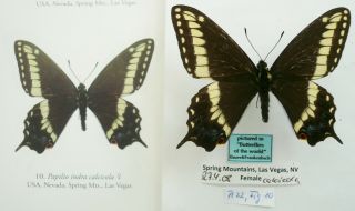 Papilio Indra Calcicola Female From Spring Mts,  Usa (pictured In Butterflies Of