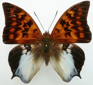CHARAXES MARKI MALE FROM TIMOR ISL.  (repaired),  VERY RARE, 2