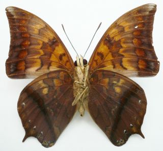 CHARAXES MARKI MALE FROM TIMOR ISL.  (repaired),  VERY RARE, 3