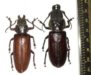 Cerambycidae/prioninae/physopleurus Amazonicus Couple M 63mm F 57mm Iquitos Peru