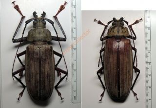 Cerambycidae - Xixuthrus Microcerus Sundaorientis Ssp M83mm F69mm,  Palawan Kv441