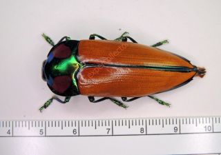 Buprestidae - Calodema Regale Blairi From Png Top Rarity Kfb035
