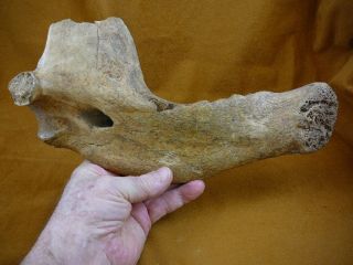 Cave286 - 1) Extinct Fossil Cave Bear Lower Half Jaw Bone Romania No Teeth