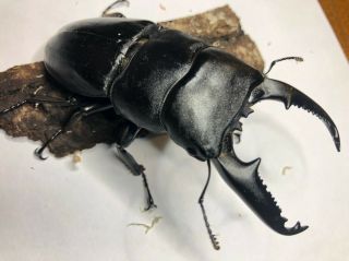 Live Stag Beetle,  Dorcus Titanus Palawanicus,  Pair: 97mm All
