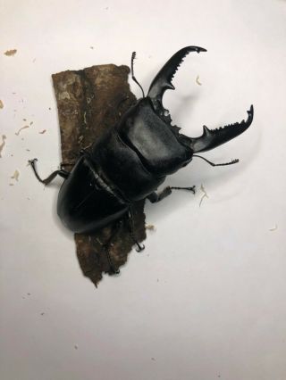 Live Stag Beetle,  Dorcus titanus palawanicus,  Pair: 97mm all 2