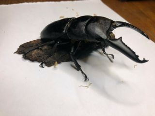 Live Stag Beetle,  Dorcus titanus palawanicus,  Pair: 97mm all 3