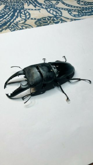 Live Stag Beetle,  Dorcus titanus palawanicus,  Pair: 97mm all 4