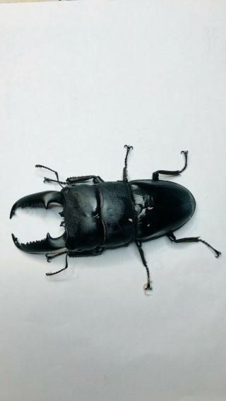 Live Stag Beetle,  Dorcus titanus palawanicus,  Pair: 97mm all 5