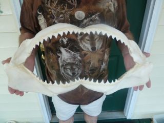 (sj30 - 42) 23 " Bull Shark Jaw I Love Sharks Jaws Teeth Taxidermy Love Ichthiology