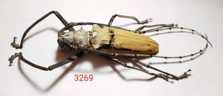 1x.  Very Big Size - Batocera Hercules 94mm From Central Sulawesi (3269)