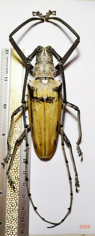 1x.  VERY BIG SIZE - BATOCERA HERCULES 94mm FROM CENTRAL SULAWESI (3269) 2
