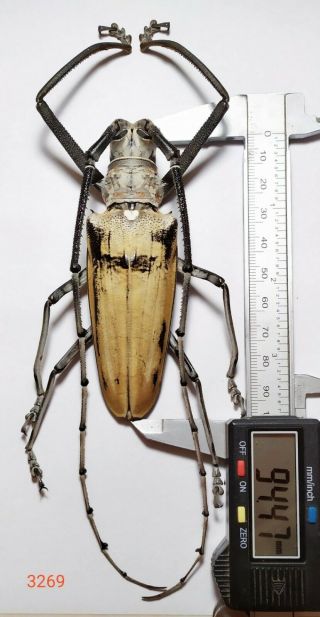 1x.  VERY BIG SIZE - BATOCERA HERCULES 94mm FROM CENTRAL SULAWESI (3269) 3