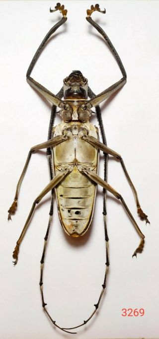 1x.  VERY BIG SIZE - BATOCERA HERCULES 94mm FROM CENTRAL SULAWESI (3269) 4