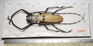 1x.  VERY BIG SIZE - BATOCERA HERCULES 94mm FROM CENTRAL SULAWESI (3269) 5