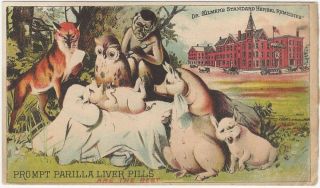 Victorian Parilla Liver Pills With Animals Treating Sick Pig Trade Card