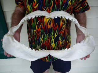 24 " Tiger Shark Jaw Sharks Jaws Teeth Taxidermy Collectible Sj470 - 34