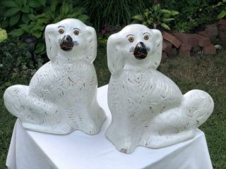 Exlarge 19thc Staffordshire Spaniel Dogs With White Gilt Decoration 13 "