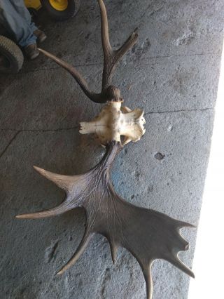 Maine Moose Antlers - Full Rack With/skull.  Misshapen One Of A Kind