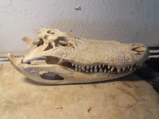 18 Inch Alligator Skull From A Real Gator Head