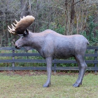Life Size Moose Statue With Large Antler Rack Shop Display Garden Sculpture