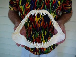 (sj250 - 120) 14 " Mako Shortfin Shark Jaw Sharks Jaws Teeth (isurus Oxyrinchus)