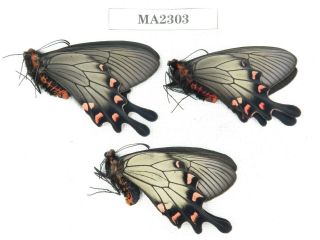 Butterfly.  Byasa Demonius Demonius.  China,  W Sichuan,  Batang.  2m1f.  Ma2303.