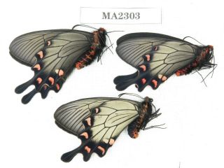 Butterfly.  Byasa demonius demonius.  China,  W Sichuan,  Batang.  2M1F.  MA2303. 2