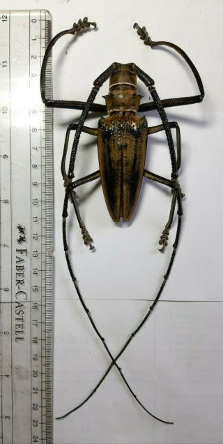 Monster Cerambycidae : Batocera Wallacei Proserpina 84mm Kei Isl. ,  Indonesia.